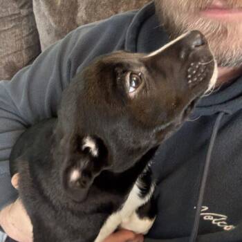 Smooth Collie and Australian Shepherd Dogs Available for Adoption - Aspen | PetCurious