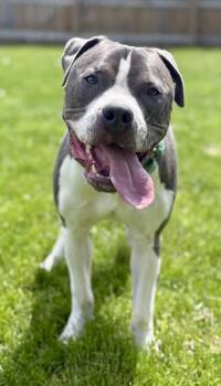 American Bully Dogs Available for Adoption in Cleveland, Ohio - PJ | PetCurious