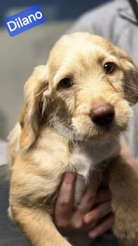 Dilano -  Bernadoodle and Labrador Retriever Dog for Adoption in Wheelersburg, Ohio - Dilano | PetCurious