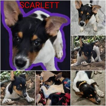 SCARLETT -  Shepherd Dog for Adoption in Broomfield, Colorado - SCARLETT | PetCurious
