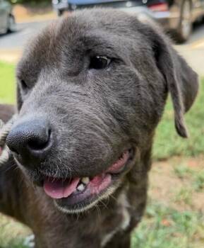 Luma -  Labrador Retriever and Weimaraner Dog for Adoption in Washington, District Of Columbia - Luma | PetCurious