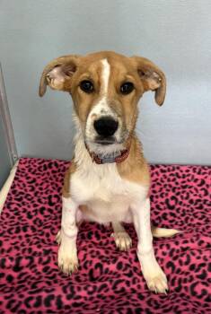 Mixed Breed and Cattle Dog Dogs Available for Adoption - TANK | PetCurious