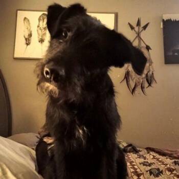 Bear -  Giant Schnauzer and Standard Poodle Dog for Adoption in Westland, Michigan - Bear | PetCurious