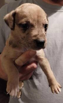 Labrador Retriever and Australian Shepherd Dogs Available for Adoption - Cake | PetCurious