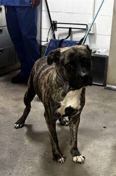 JACKSON -  Presa Canario and Mixed Breed Dog for Adoption - JACKSON | PetCurious
