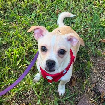 Lupita -  Chihuahua and Border Terrier Dog for Adoption in Corpus Christi, Texas - Lupita | PetCurious