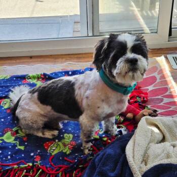 Shih Tzu Dogs Available for Adoption in Rochester, Minnesota - Wuggsley | PetCurious