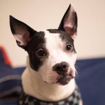 Mixed Breed Dogs Available for Adoption - Oriole | PetCurious