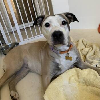 Miley -  American Staffordshire Terrier and Labrador Retriever Dog for Adoption in Torrance, California - Miley | PetCurious