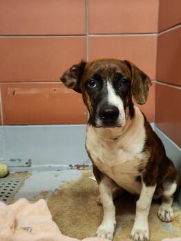 SIERRA -  Staffordshire Bull Terrier and Mixed Breed Dog for Adoption in Houston, Texas - SIERRA | PetCurious