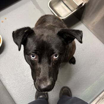 Mixed Breed Dogs Available for Adoption in Memphis, Tennessee - Damon | PetCurious