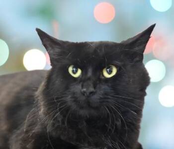 Barley-CAT -  Mixed Breed Dog for Adoption in Schaumburg, Illinois - Barley-CAT | PetCurious