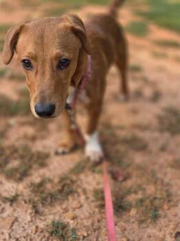Georgie (AL) -  Beagle Dog for Adoption in New York, New York - Georgie (AL) | PetCurious
