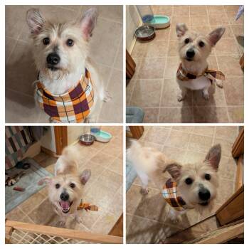 Rescue Mixed Breed Dogs for Adoption in Salamanca, New York - Aries | PetCurious