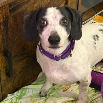 Little John -  Dachshund and Mixed Breed Dog for Adoption in Durango, Colorado - Little John | PetCurious