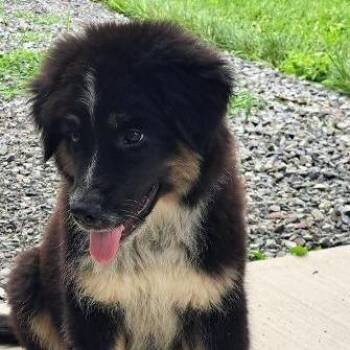 Jackson -  Border Collie and Great Pyrenees Dog for Adoption in Fairfax Station, Virginia - Jackson | PetCurious
