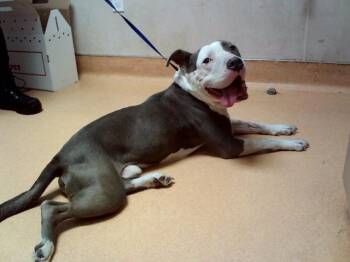 PETEY -  Pit Bull Terrier Dog for Adoption in Martinez, California - PETEY | PetCurious