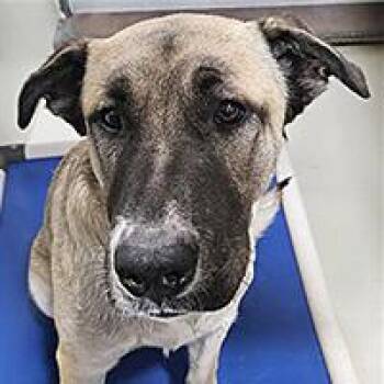 Izzy - URGENT -  Shepherd Dog for Adoption in Thousand Oaks, California - Izzy - URGENT | PetCurious