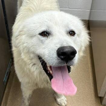 Great Pyrenees Dogs Available for Adoption - Ghost | PetCurious