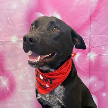 Mixed Breed Dogs Available for Adoption - Charlie | PetCurious