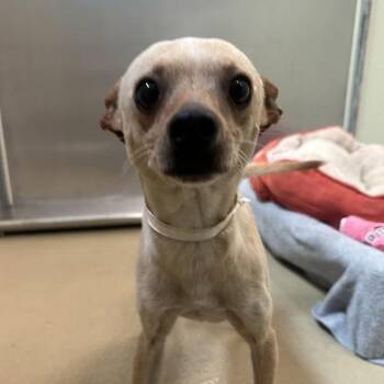Tortilla -  Chihuahua Dog for Adoption in Walnut Creek, California - Tortilla | PetCurious