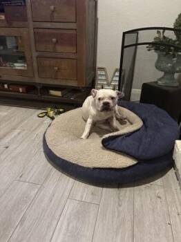 French Bulldog and Mixed Breed Dogs Available for Adoption in Fort Worth, Texas - Garland | PetCurious