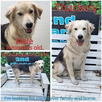 Thackery -  Golden Retriever and German Shepherd Dog Dog for Adoption in Boaz, Alabama - Thackery | PetCurious