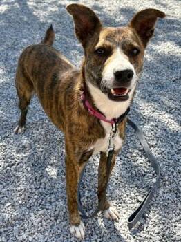 Tiger -  Mixed Breed Dog for Adoption in Cincinnati, Ohio - Tiger | PetCurious