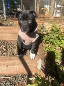 Mixed Breed Dogs Available for Adoption - Tammy | PetCurious