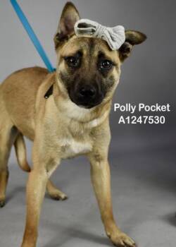 Belgian Shepherd Malinois Dogs Available for Adoption in Thousand Oaks, California - Polly Pocket - URGENT | PetCurious