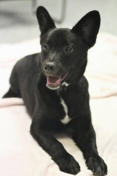 Kyland in NH. Come Meet our Adoptable Dogs Wednesday-Saturday. M -  Shepherd Dog for Adoption in Manchester, New Hampshire - Kyland In NH. Come Meet Our Adoptable Dogs Wednesday-Saturday. M | PetCurious
