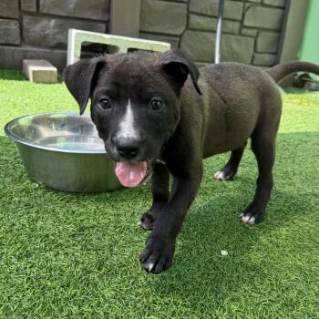 Dax 8560 -  Mixed Breed Dog for Adoption in Loxahatchee Groves, Florida - Dax 8560 | PetCurious