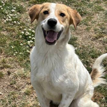 Pointer and Cattle Dog Dogs Available for Adoption in Brownsboro, Alabama - Winry | PetCurious