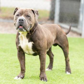 MR MAGOO -  Pit Bull Terrier Dog for Adoption in Camarillo, California - MR MAGOO | PetCurious