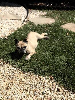 French Bulldog Dogs Available for Adoption in Cape Coral, Florida - Nata | PetCurious
