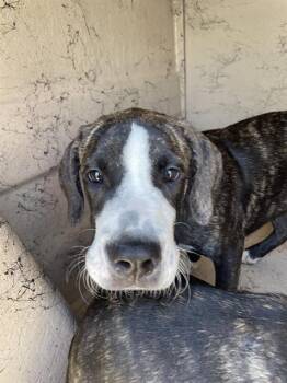 Rescue Staffordshire Bull Terrier Dogs for Adoption in Sugar Land, Texas - JUNIPER | PetCurious