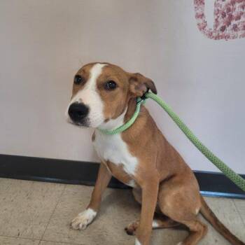 Ella 5871 D -  Bull Terrier and Mixed Breed Dog for Adoption in Frankfort, Kentucky - Ella 5871 D | PetCurious
