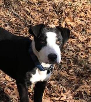 Labrador Retriever and Collie Dogs Available for Adoption in Andover, Massachusetts - Tank | PetCurious
