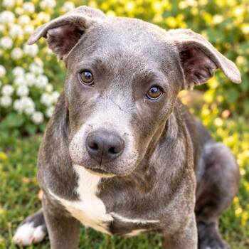 Ace -  Labrador Retriever and Pit Bull Terrier Dog for Adoption in Pottsboro, Texas - Ace | PetCurious