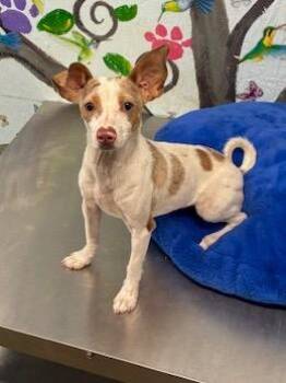 Chihuahua Dogs Available for Adoption in Brookhaven, Mississippi - Bubbles 26 | PetCurious
