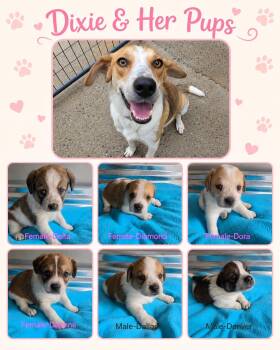 Dixie and Pups -  Beagle and Basset Hound Dog for Adoption - Dixie And Pups | PetCurious