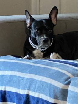 Rescue Chihuahua and Boston Terrier Dogs for Adoption in Randolph, Massachusetts - Tonita | PetCurious