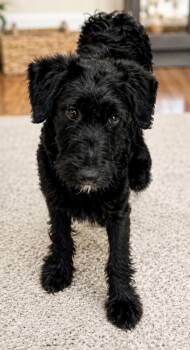 Portuguese Water Dog Dogs Available for Adoption in Tifton, Georgia - Bonnie | PetCurious
