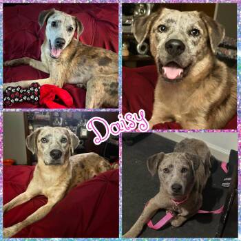 Daisy -  Catahoula Leopard Dog Dog for Adoption in Blacksburg, South Carolina - Daisy | PetCurious