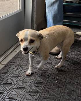 Chihuahua Dogs Available for Adoption - Pencil | PetCurious