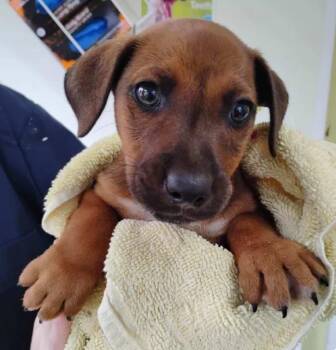 Hound Dogs Available for Adoption - Brody | PetCurious