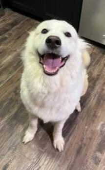 Golden Retriever and Great Pyrenees Dogs Available for Adoption in Wekiwa Springs, Florida - Goldie | PetCurious