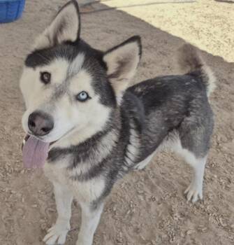 SATURN -  Siberian Husky and Mixed Breed Dog for Adoption in Albuquerque, New Mexico - SATURN | PetCurious