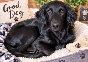 Demi -  Golden Retriever and German Shepherd Dog Dog for Adoption in Mobile, Alabama - Demi | PetCurious