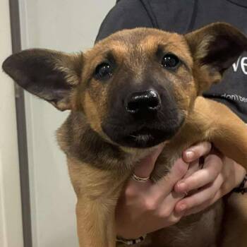 Australian Cattle Dog Blue Heeler and German Shepherd Dog Dogs Available for Adoption in Buchanan Dam, Texas - Mocha | PetCurious